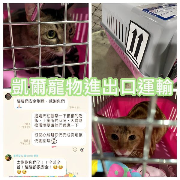 2023/07/18 『香港』3隻米克斯貓貓陪讀結束陪主人返回香港啦~~~